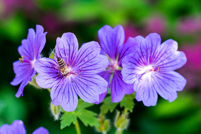 Close-up of bee on purple flowers