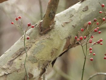Close-up of red berries growing on tree