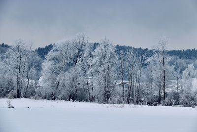 Trees on snow covered field against sky