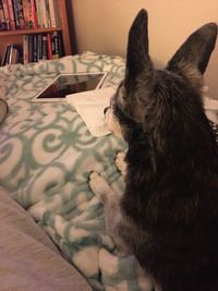 Close-up of cat sitting on book