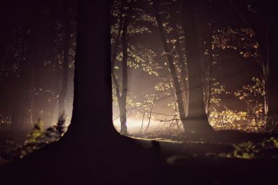 Close-up of trees in forest at night