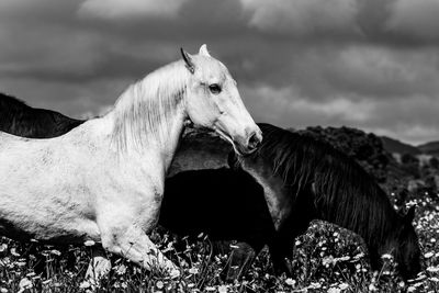 White horse on field, with herd, enjoying life in freedom, happy lusitano horses.