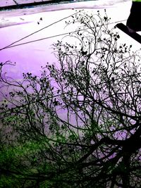 Low angle view of flowering plant against sky