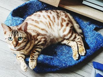 High angle view of tabby cat