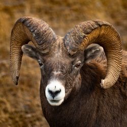 Close-up of mountain goat