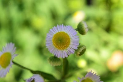 Close-up of flowering plant