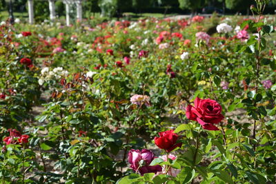 Close-up of red roses blooming outdoors