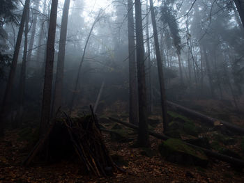 Trees in forest