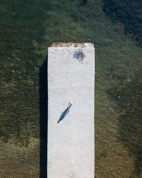 High angle view of bird on wall