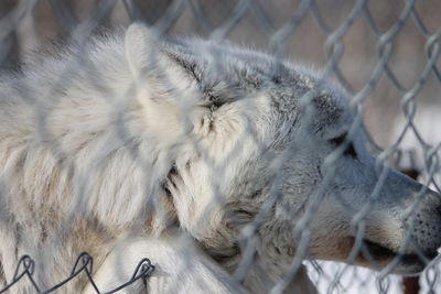 Close-up of cat