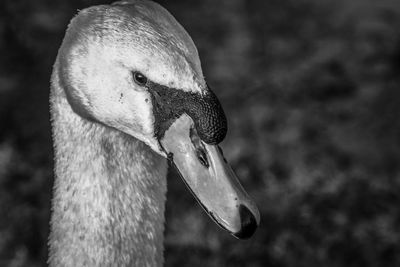 Close-up of swan