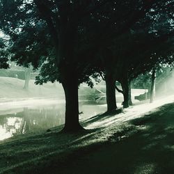 Trees growing in sunlight