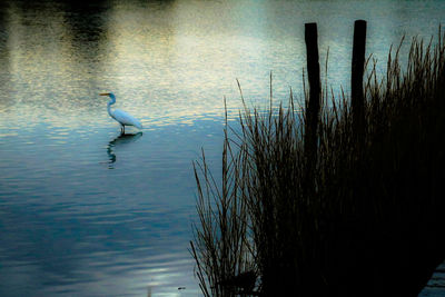 Birds in lake