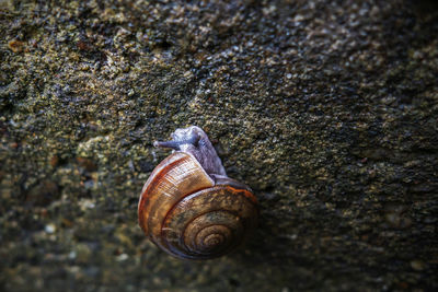 Close-up of snail on rock