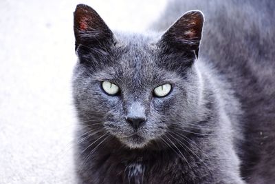 Close-up portrait of black cat