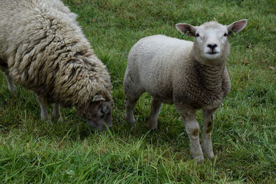 Sheep standing in a field