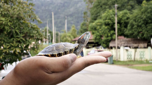 Cropped hand holding turtle against trees