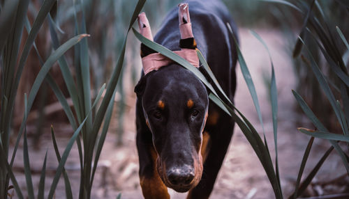 Portrait of black dog