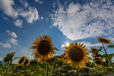 Close-up of sunflower on field against sky