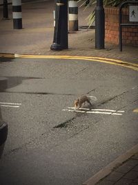 Cat on ground