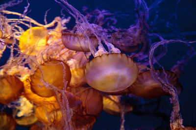 Close-up of jellyfishes swimming in sea