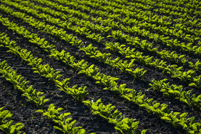 Full frame shot of plants