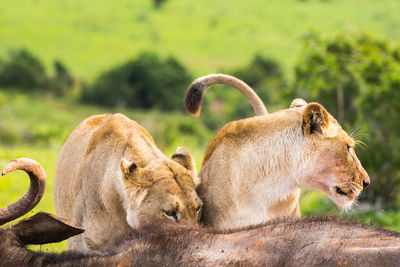View of two cats on land