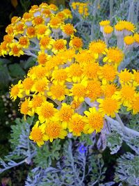 Close-up of yellow flowers