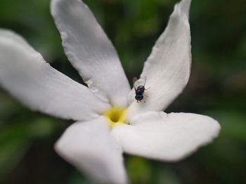 Close-up of white flower