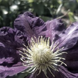 Close-up of purple flowering plant