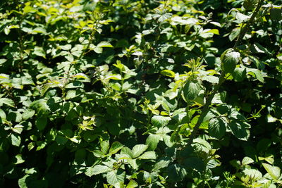 Full frame shot of fresh green leaves