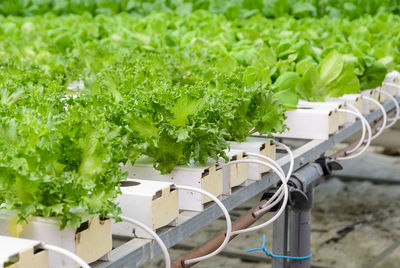 High angle view of vegetables on plant