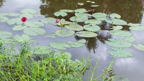 Lotus leaves floating on water in lake