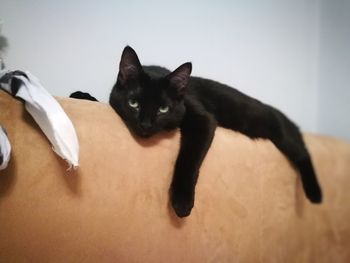 Portrait of black cat relaxing at home