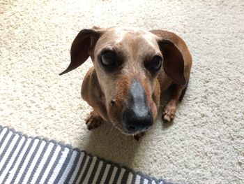 High angle portrait of dog relaxing on carpet