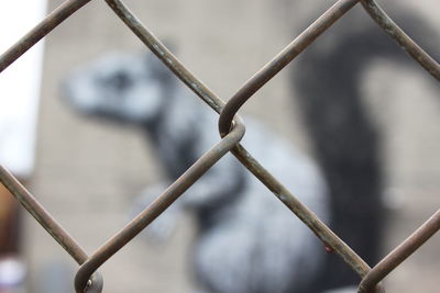 Close-up of metal fence