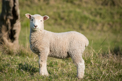 Sheep standing in a field