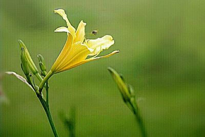 Close-up of flowers