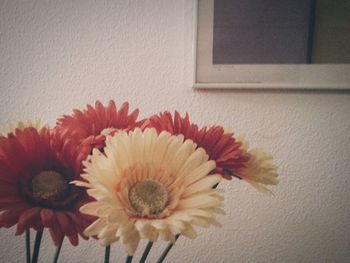 Close-up of red flowers