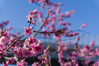 Close-up of pink cherry blossoms
