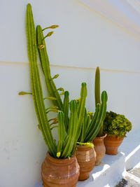 Close-up of potted plant on table