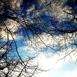 Low angle view of bare trees against sky