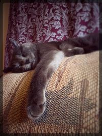 Close-up of cat relaxing on bed