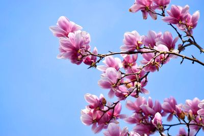 Low angle view of pink flowers blooming on branch