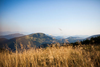 Scenic view of field against clear sky