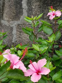 Close-up of pink hibiscus blooming outdoors