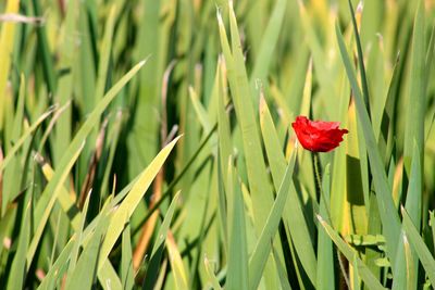 Close-up of red flower blooming on field