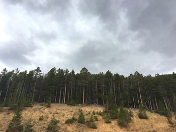 Low angle view of trees with sky in background