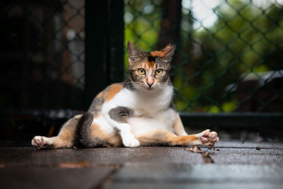 Portrait of cat sitting on floor