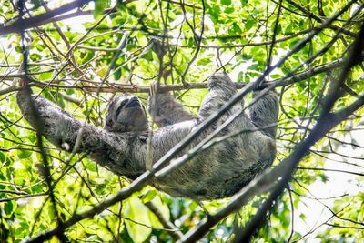 Low angle view of a squirrel on tree